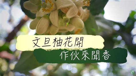 蘭花招財顏色|蘭花品種介紹(農業E報